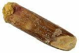 Fossil Sauropod Dinosaur (Titanosaur) Tooth - Morocco #267261-1
